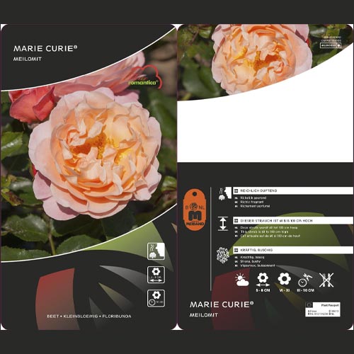 Ruže floribunda Marie Curie ®, С3 slika 3 interface.art 6176