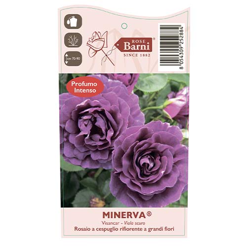 Ruže floribunda Minerva®, C5 slika 3 interface.art 6145