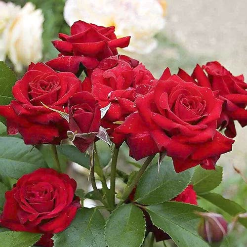 Ruže floribunda Niccolo Paganini slika 1 interface.art 6216