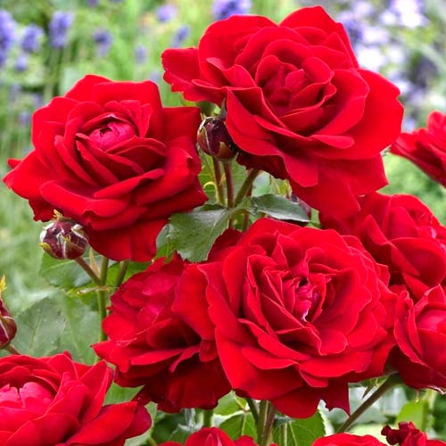 Ruže floribunda Nina, root ball slika 1 interface.art 2196