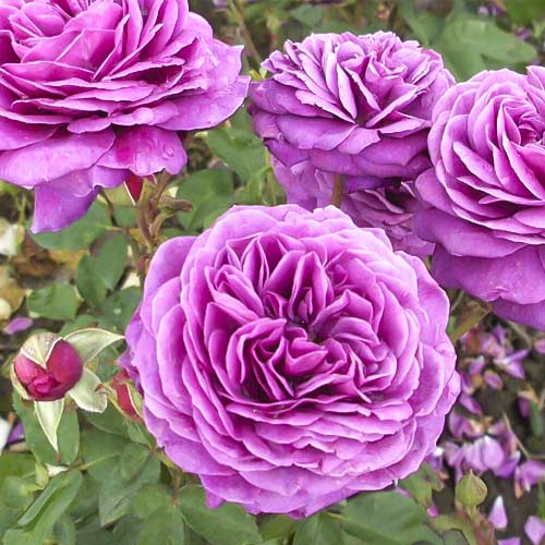 Ruže floribunda Old Port slika 1 interface.art 6217