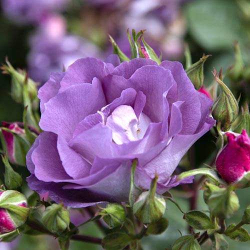 Ruže floribunda Pacific Dream®, C5 slika 2 interface.art 6148