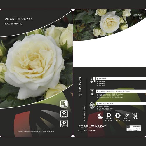 Ruže floribunda Pearl Vaza ®, C3 slika 2 interface.art 4977
