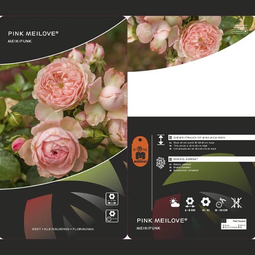 Ruže floribunda Pink Meilove ®, С5 slika 2 interface.art 4554