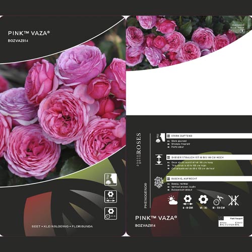 Ruže floribunda Pink Vaza ®, C3 slika 2 interface.art 5004