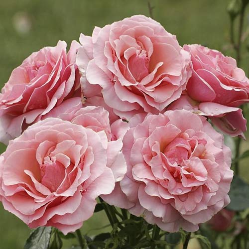 Ruže floribunda Poesie slika 1 interface.art 6219