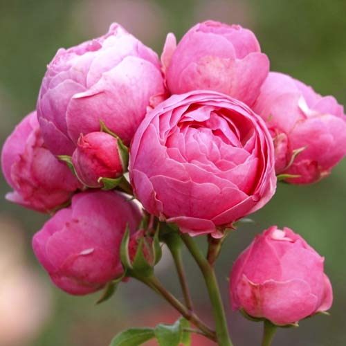 Ruže floribunda Pomponella Fairy Tale slika 1 interface.art 6220