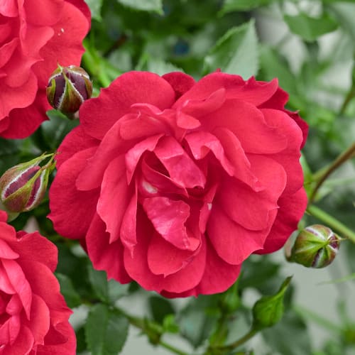 Ruže floribunda Raspberry Royale®, C3 interface.art interface.photo 1 Ruže floribunda Raspberry Royale®, C3 slika 1 interface.art 5444