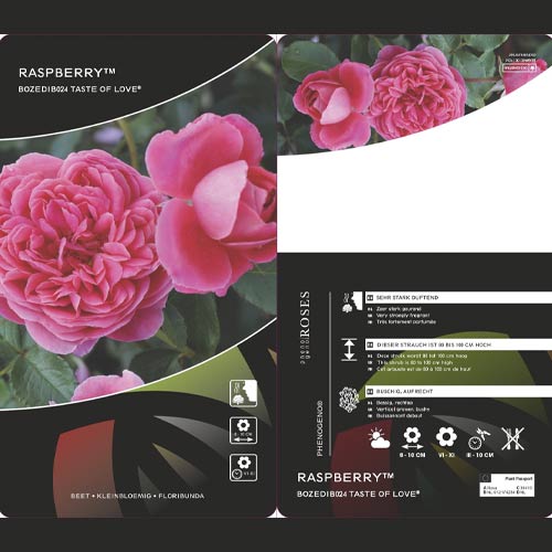 Ruže floribunda Raspberry ™, С3 slika 3 interface.art 6178