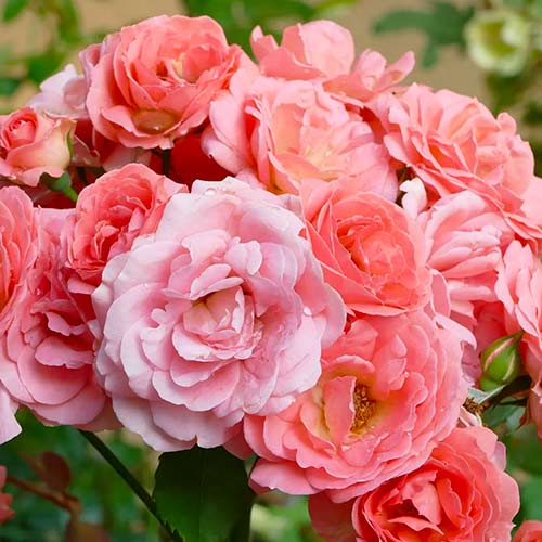 Ruže floribunda Salmon slika 1 interface.art 5883