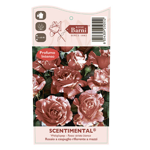Ruže floribunda Scentimental®, C5 slika 4 interface.art 5516
