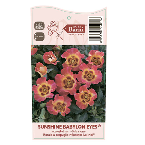 Ruže floribunda Sunshine Babylon Eyes®, C5 slika 3 interface.art 5517