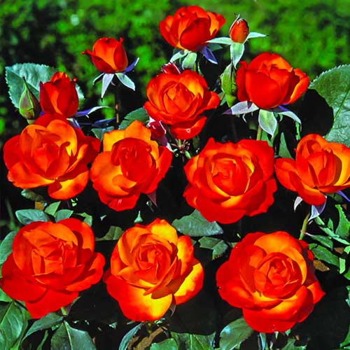 Ruže floribunda Tempi Moderni slika 1 interface.art 5518