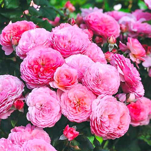 Ruže floribunda Theo Clevers slika 1 interface.art 5007