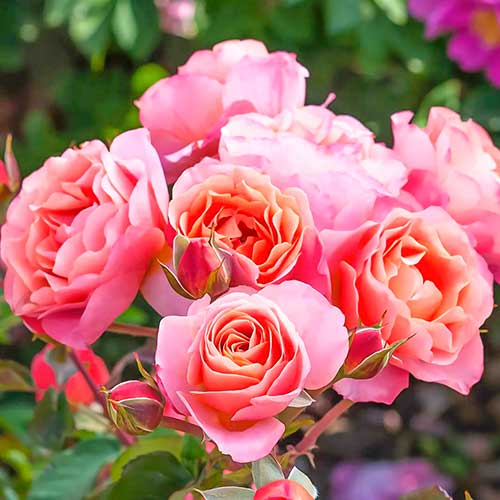 Ruže floribunda Trendy Fashion  slika 1 interface.art 4982