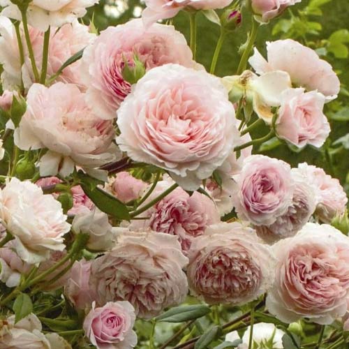 Ruže floribunda William Morris slika 1 interface.art 6221