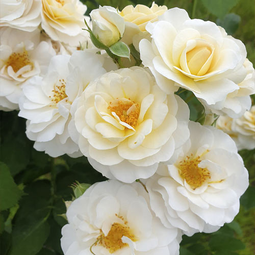 Ruže floribunda Zorza® slika 2 interface.art 6190