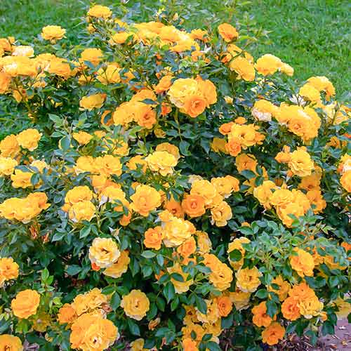 Ruže Lucciola slika 1 interface.art 5554