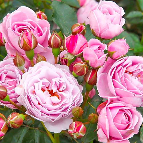 Ruže Nautica slika 1 interface.art 5705