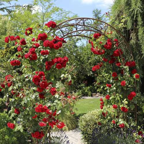 Ruže penjačice Amadeus®, C5 slika 1 interface.art 5490