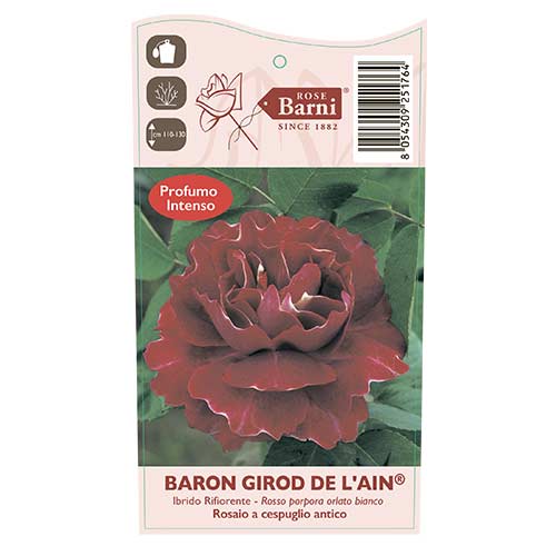 Ruže penjačice Baron Girod De L'ain, C5 slika 3 interface.art 6141