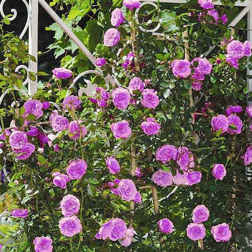 Ruže penjačice Blue & Violet slika 1 interface.art 2158