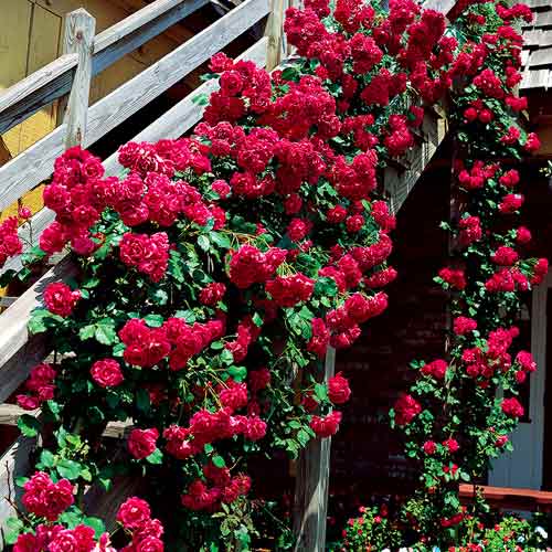 Ruže penjačice Bordo slika 1 interface.art 5893