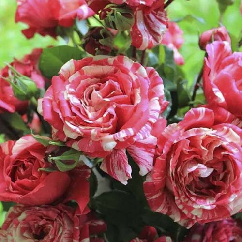 Ruže penjačice Chocolate Ripples slika 1 interface.art 6248