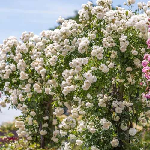 Ruže penjačice Climbing Iceberg, root ball slika 1 interface.art 2148