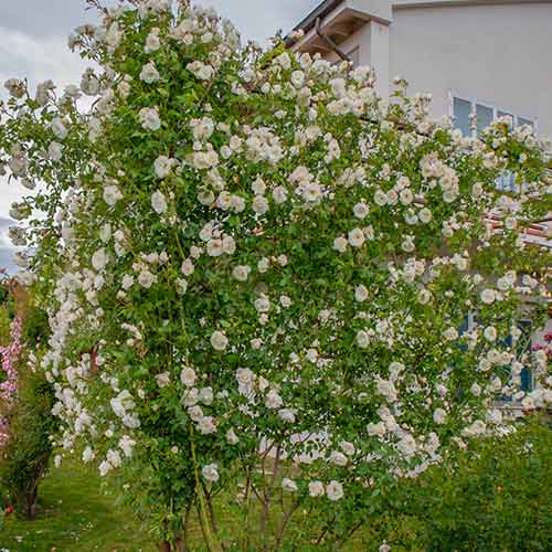 Ruže penjačice Climbing Iceberg Barni slika 1 interface.art 5491