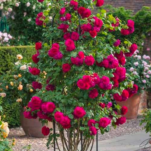 Ruže penjačice Dark Pink slika 1 interface.art 5895