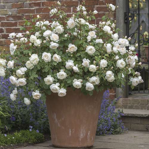 English Rose Desdemona®, C5 slika 2 interface.art 5500