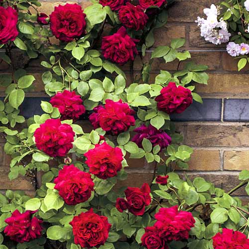 Ruže penjačice Don Juan slika 1 interface.art 6249