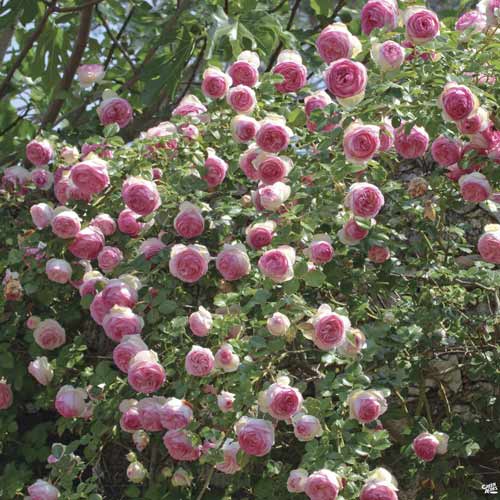 Ruže penjačice Eden Rose ®, C3 slika 1 interface.art 4559