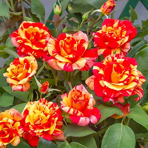 Ruže penjačice Flash ®, C5 slika 1 interface.art 5493