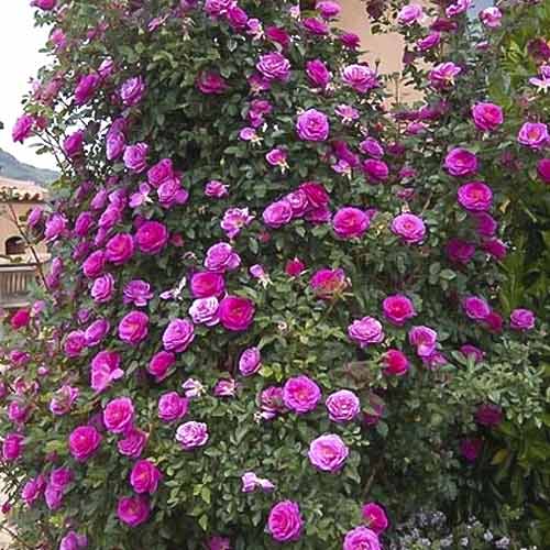 Ruže penjačice Gloriana slika 1 interface.art 6250