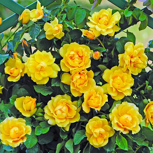 Ruže penjačice Golden Gate slika 1 interface.art 5494