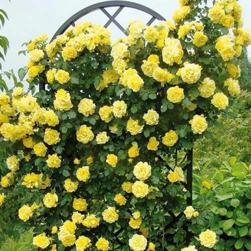 Ruže penjačice Golden Showers, root ball slika 1 interface.art 2157