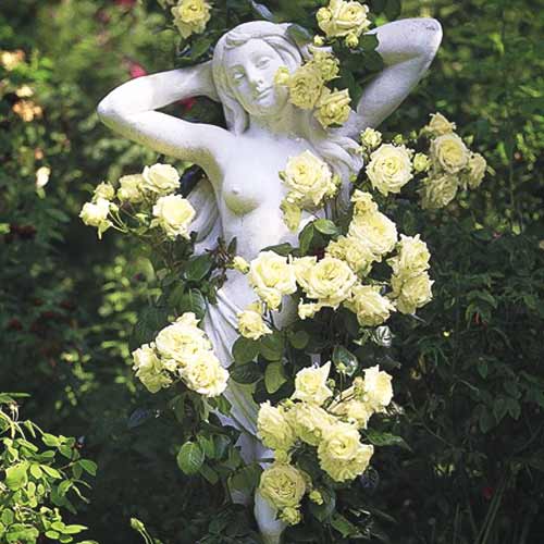 Ruže penjačice Green slika 1 interface.art 2162