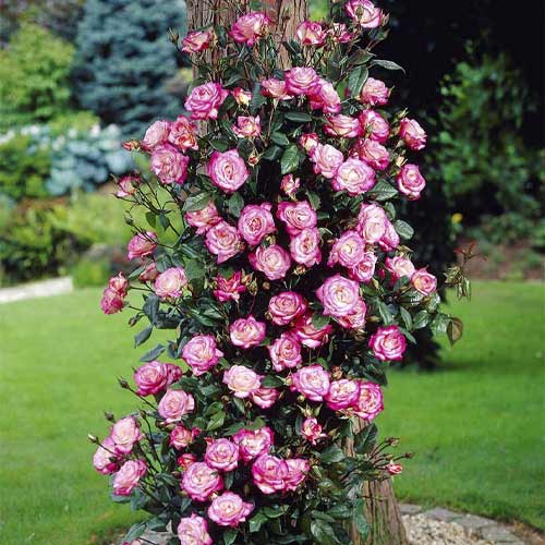 Ruže penjačice Händel ®, С3 slika 1 interface.art 6179