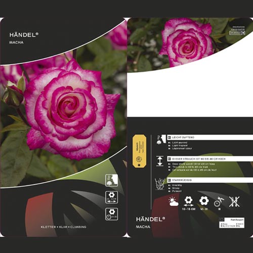 Ruže penjačice Händel ®, С3 slika 3 interface.art 6179