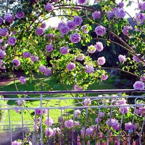 Ruže penjačice Indigoletta, root ball slika 1 interface.art 2164