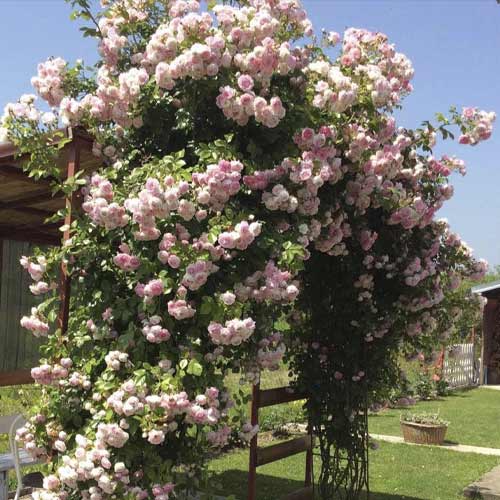 Ruže penjačice Jasmina ®, С5 slika 1 interface.art 6180