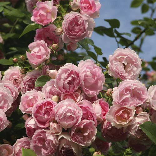 Ruže penjačice Jasmina ®, С5 slika 2 interface.art 6180