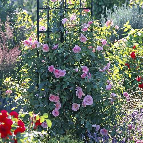 Ruže penjačice Kir Royal slika 1 interface.art 6251