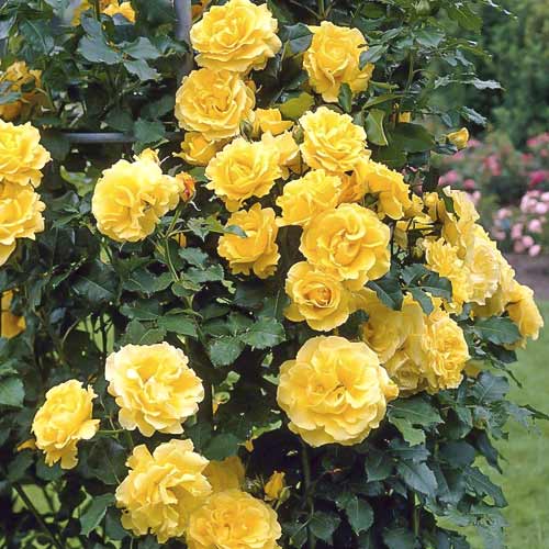 Ruže penjačice Lucia slika 1 interface.art 6252