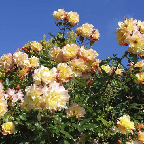 Ruže penjačice Moonlight ®, С5 slika 1 interface.art 6181