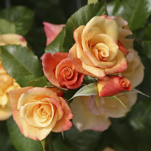 Ruže penjačice Moonlight ®, С5 slika 2 interface.art 6181