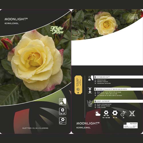 Ruže penjačice Moonlight ®, С5 slika 3 interface.art 6181