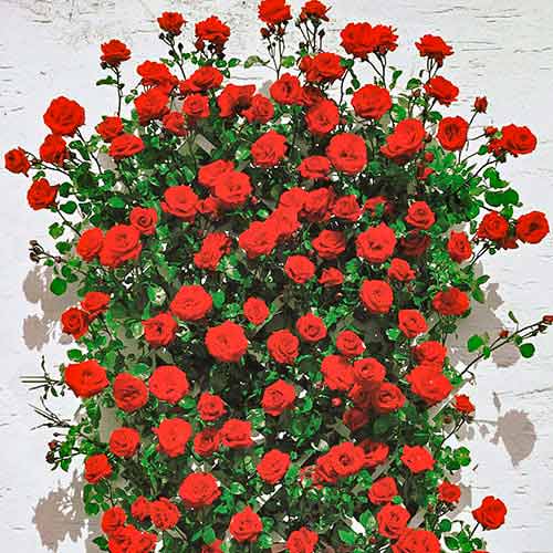 Ruže penjačice Mushimara, root ball interface.art interface.photo 1 Ruže penjačice Mushimara, root ball slika 1 interface.art 2171